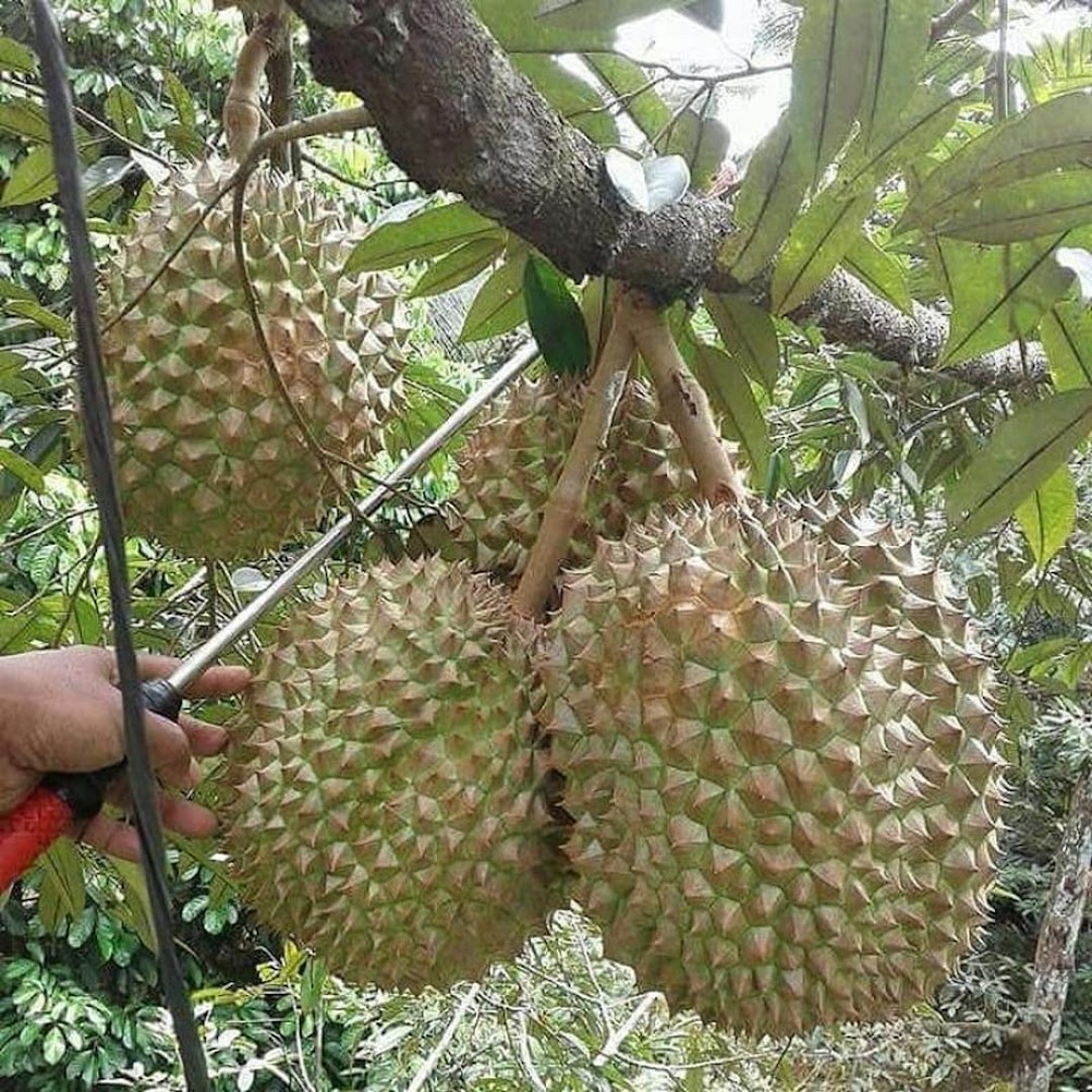 Bibit Durian Bawor bisa berbuah pendek Yogyakarta