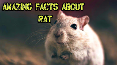 Amazing Facts about Rat in Hindi | चूहों के बारे में रोचक तथ्य।