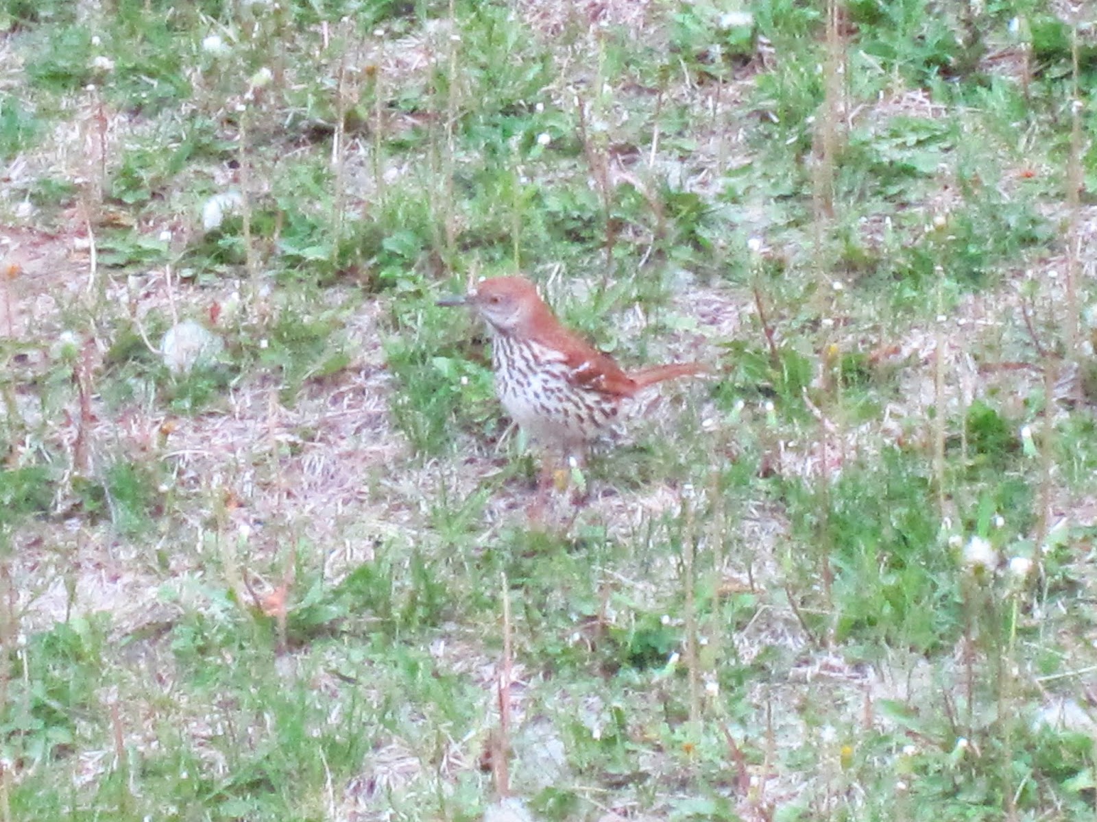 Sawyers Landing: Wood Thrush (or some type of Thrush and a Brown Thrasher