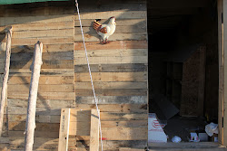 pallet coop deville almost ready trapping turkeys