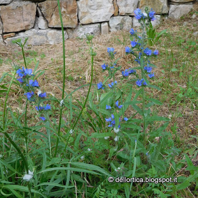 escursioni flora spontanea e fauna selvatica birdwatching e merende confetture di rose, di lamponi di piccoli frutti di ribes fragoline prugne amarene melone sali aromatizzati al timo issopo maggiorana alloro oleoliti alla lavanda cipresso rosmarino salvia gelatina di tarassaco ortica alimentare