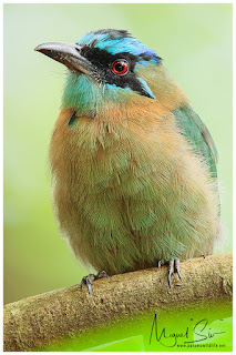 Lesson’s Motmot (Momotus lessonii)
