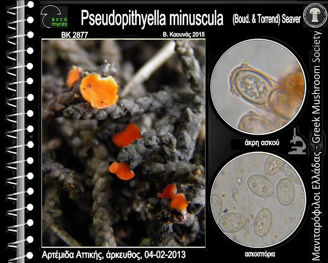 Pseudopithyella minuscula (Boud. & Torrend) Seaver