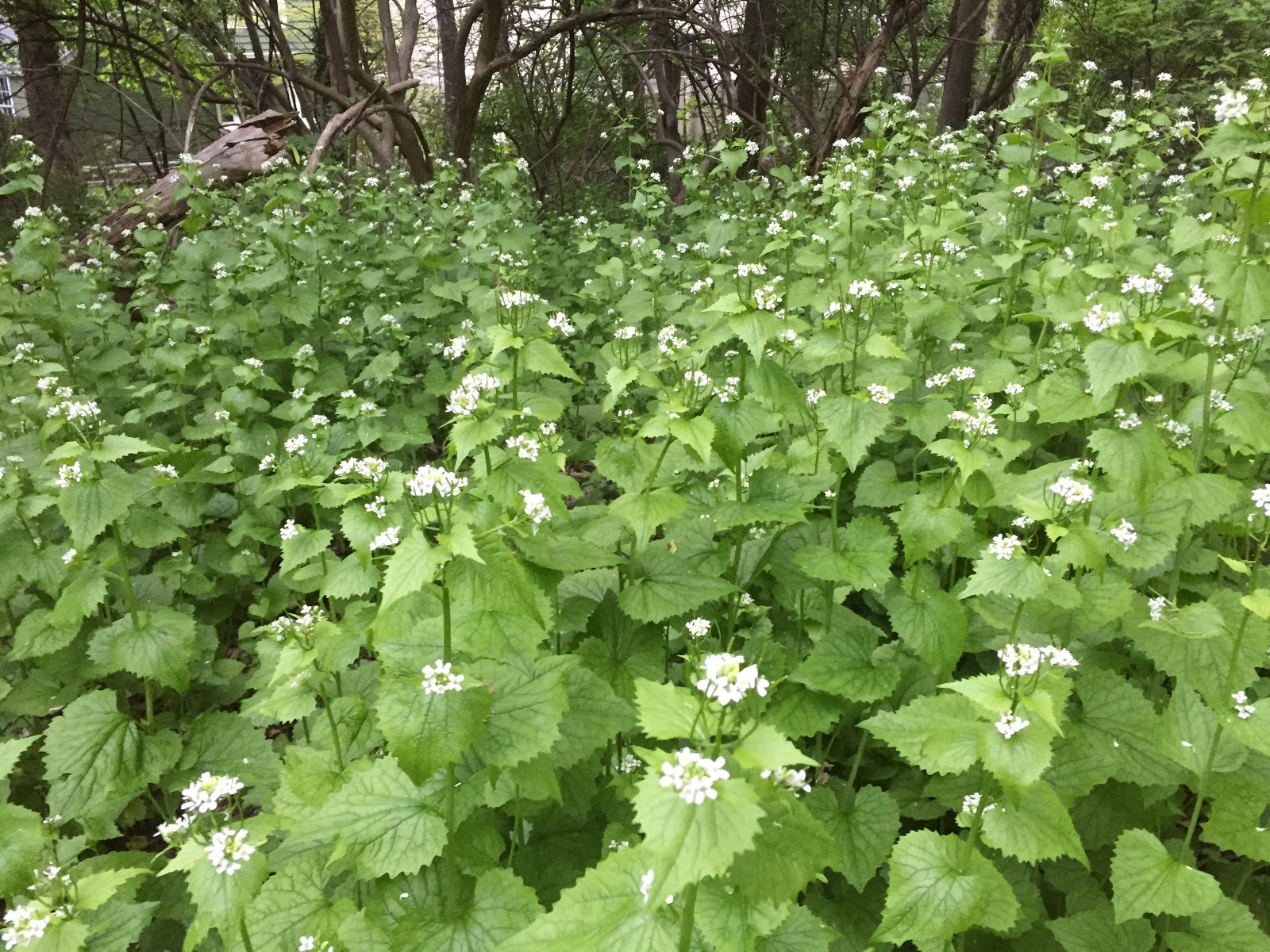 Princeton Nature Notes A Garlic Mustard Success Story from Michigan