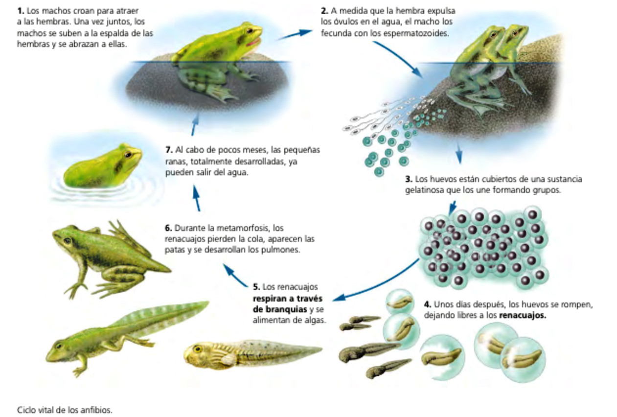 SOLUCIONARIO, Biologia 1º ESO (del 25 al 28 de mayo) SOLUCIONARIO, Biologia 1º ESO (del 25 al 28 de mayo)