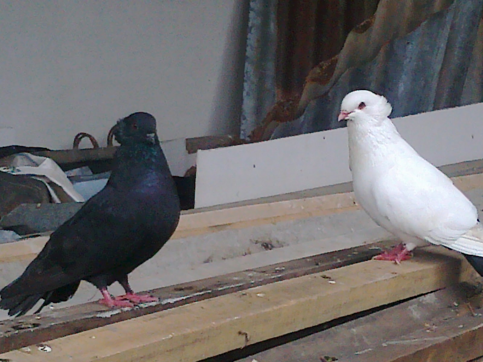 Kumpulan Gambar Sepasang Burung Merpati Hitam Putih | Hitamputih44