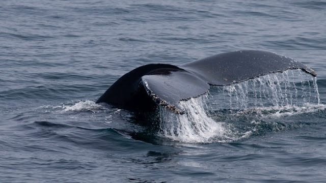 Φάλαινα εμφανίστηκε ανάμεσα στον Πόρο και τον Γαλατά