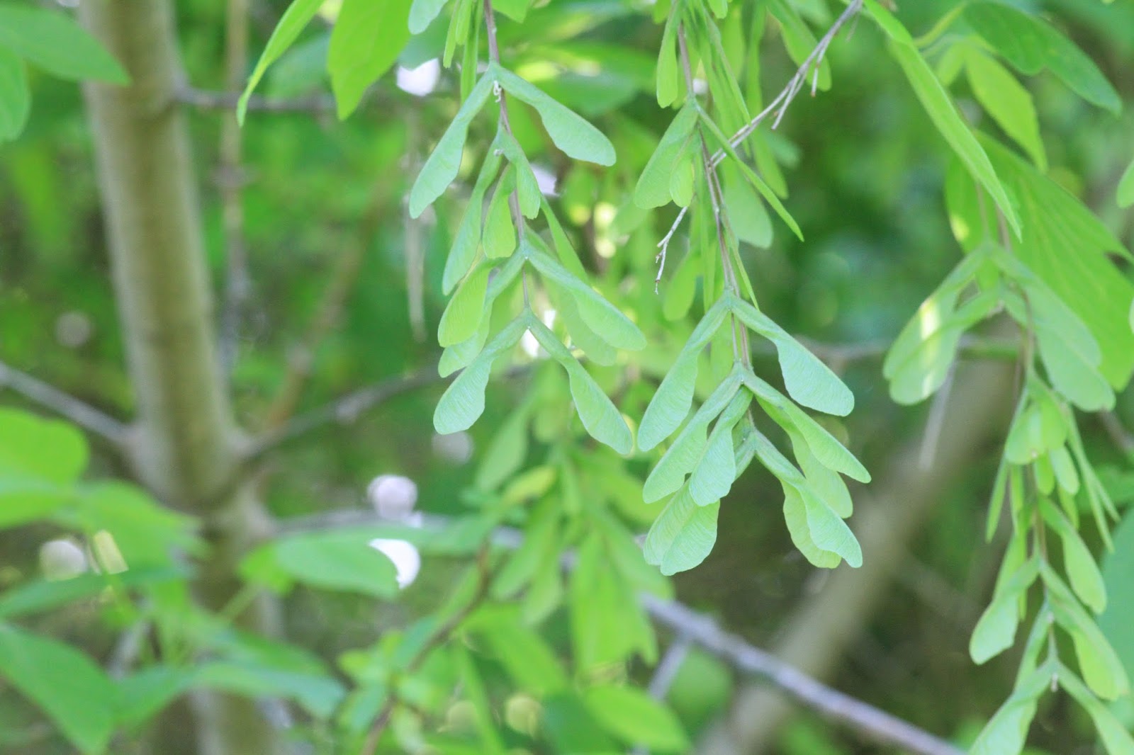 Nature Devotions Box Elder Maple Seeds