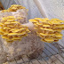 Mushroom Cultivation in Latur | Mushroom Training Center Latur | Mushroom Latur company