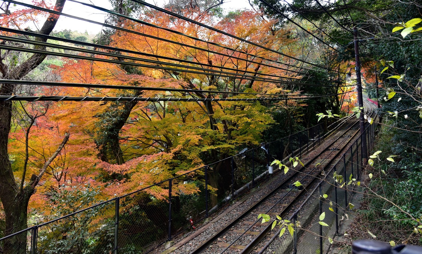 和の花だより 紅葉 ２０１５ 皿倉山ケーブルカー山麓駅付近