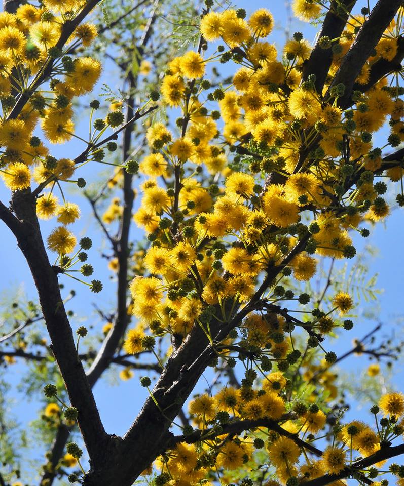 Jardín nativo: El Pastizal pampeano... erradiquemos a la bordeadora.