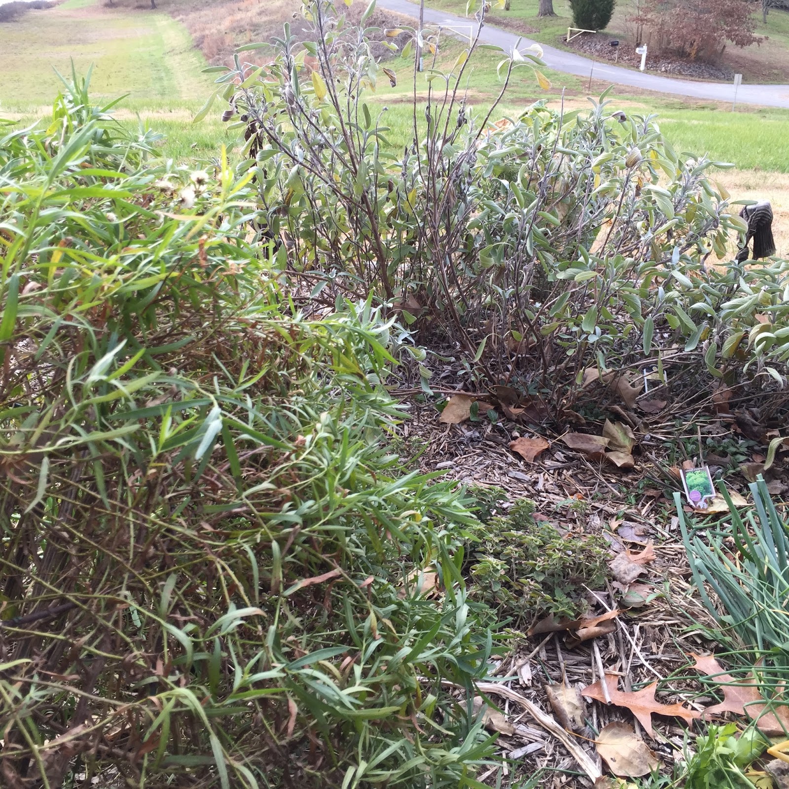 Victory Garden On The Golf Course 2019