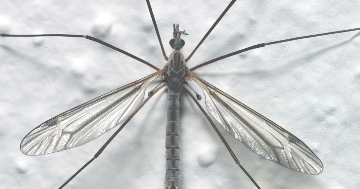 Bat Mites And Bat Ticksreally