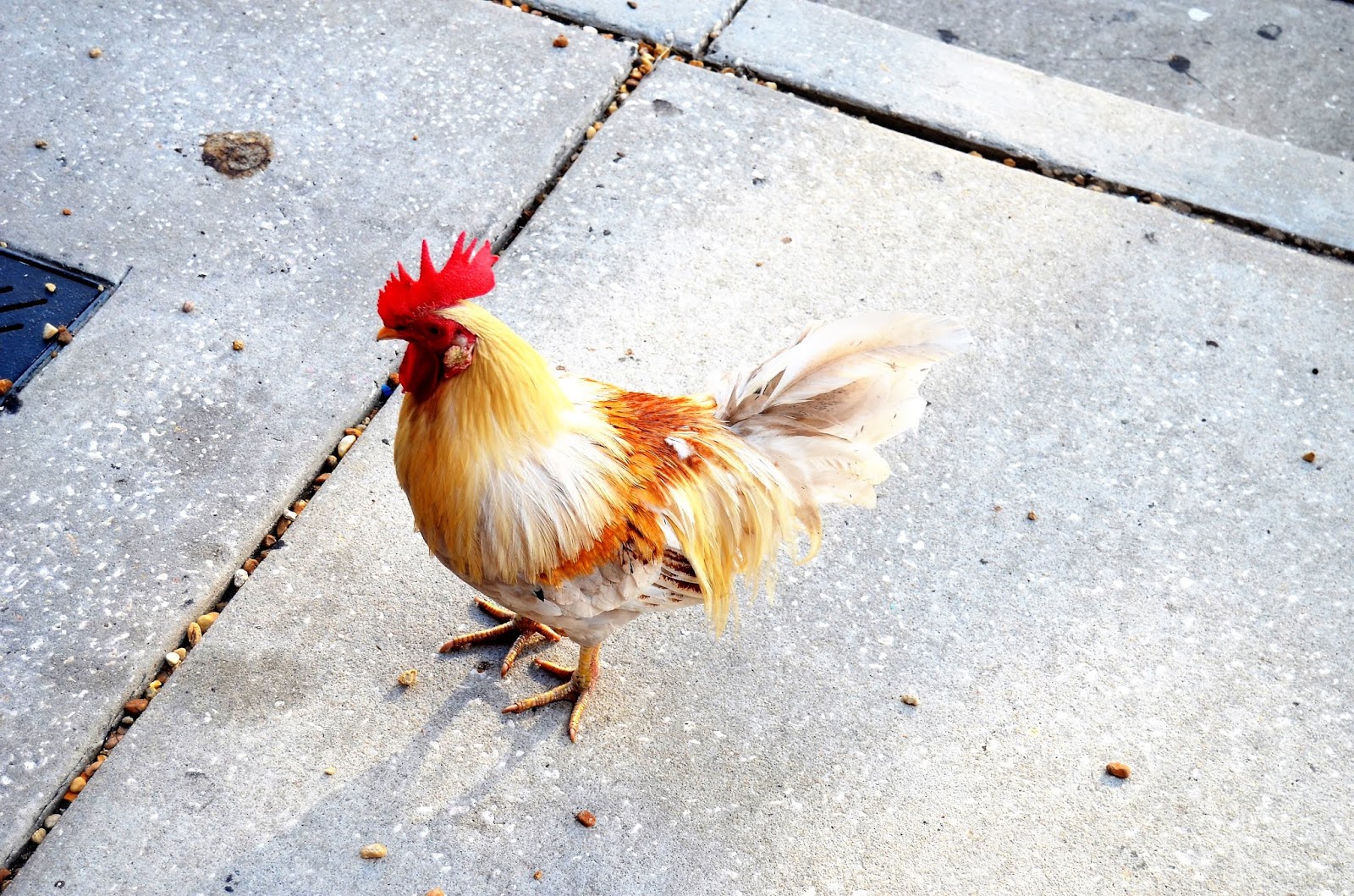 The Ybor City Stogie Ybor City Chickens