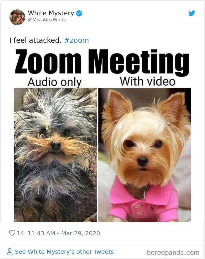 Zoom Jokes (37 Pics) Hide Out Now