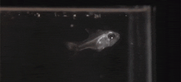 6. X-ray: Ikan kardinal 6. X-ray: Ikan kardinal