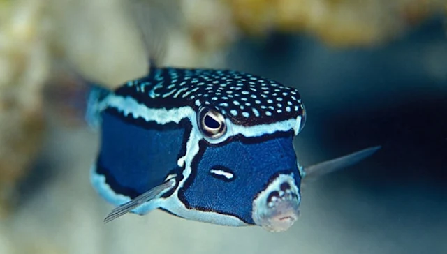 Gambar Ikan Boxfish - Budidaya Ikan
