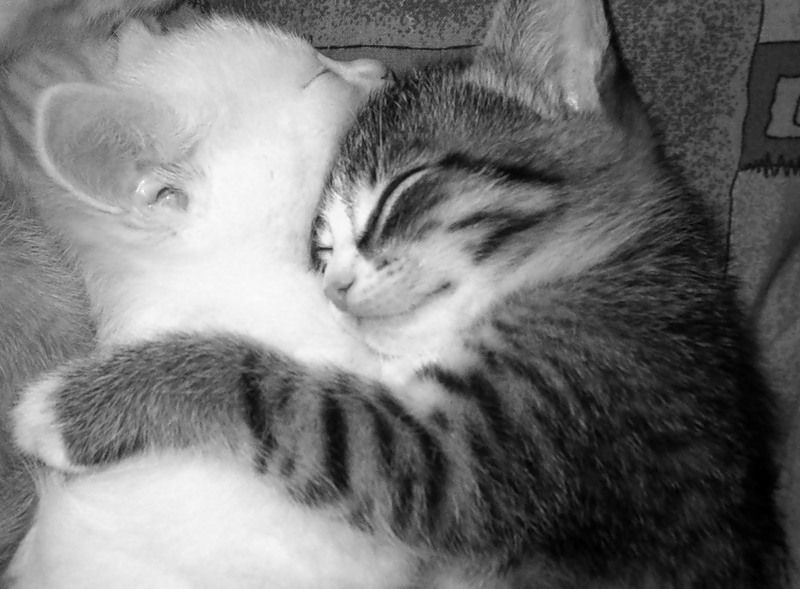 Люблю тебя котик. Мой кот меня очень любит. Мой кот меня очень любит. Мой кот меня очень любит. Смешные котики до слёз ржака.