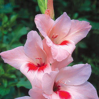 Memory Is The Bursts Of Flowers: This Brief Is Based On Growing Gladiolus