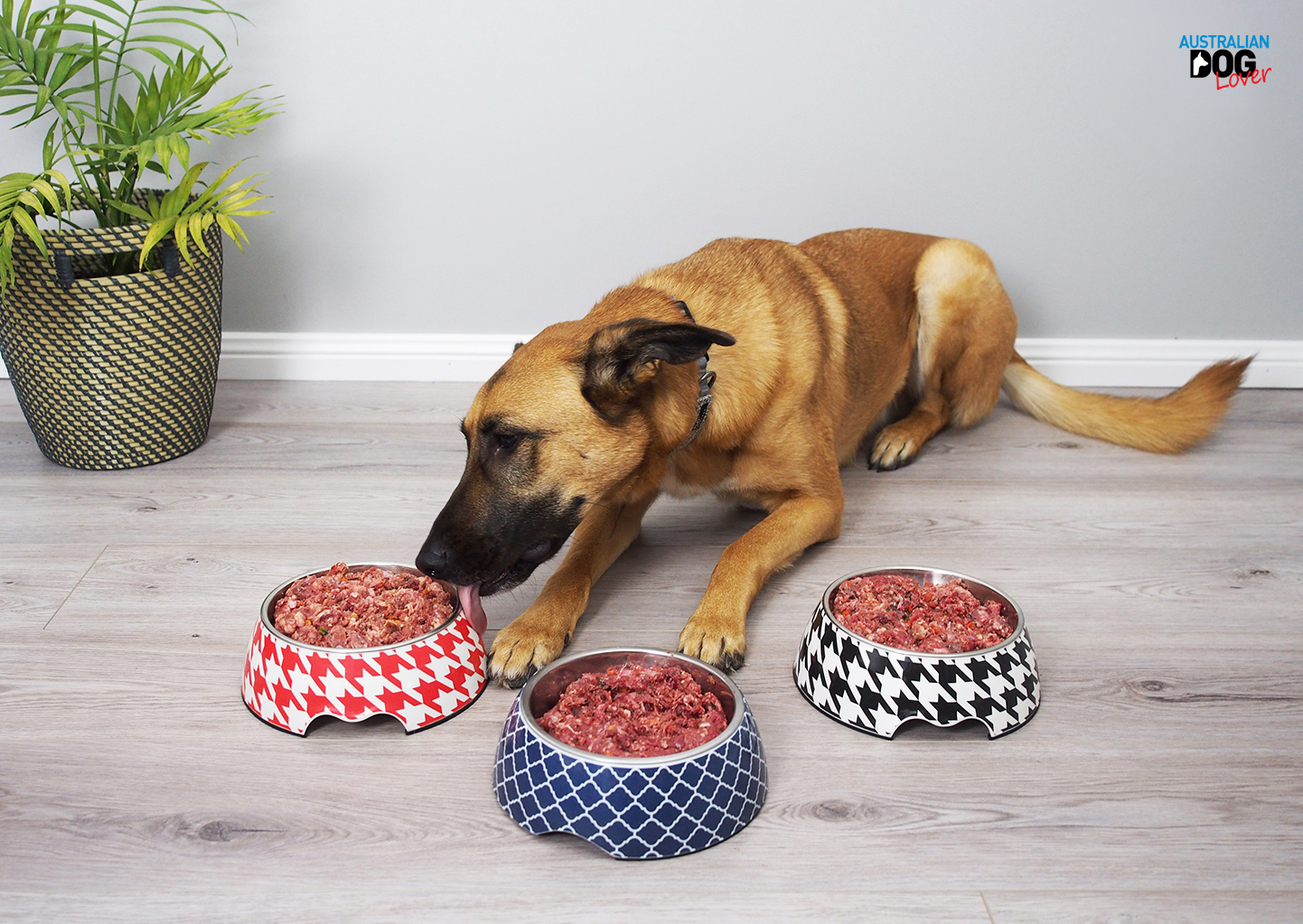 CDK9 Raw Complete Mixes for Dogs Review Australian Dog Lover