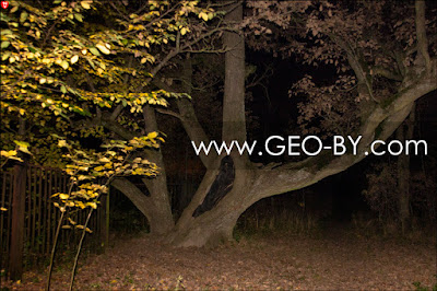 Night orientation. Centenary oak in Minsk