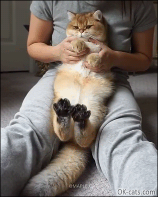 Cute Cat GIF • Gorgeous British short hair with huge tail resting on mom's thighs in a funny way. He is The boss [ok-cats.com]