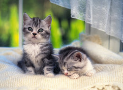 kittens cats wallpapers kitten windows yummy cat background wallpapersafari animal
