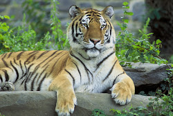 New Background Tiger 4