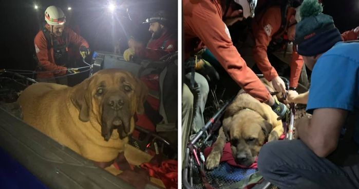 american mastiff rescue