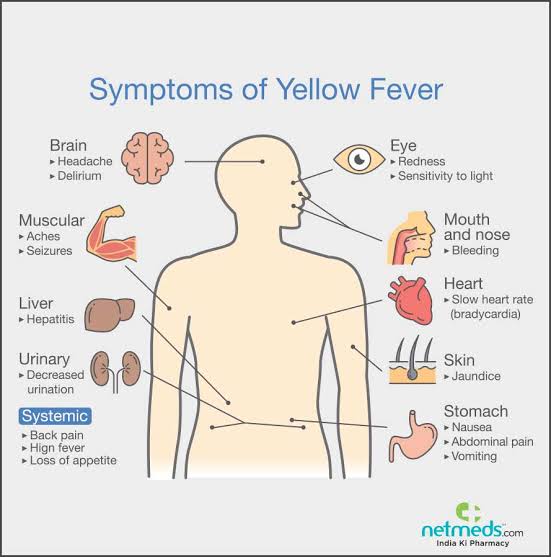 YELLOW FEVER VIRUS