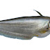 Boal Fish