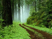 Forest wallpaper.Free download Forest wallpaper (vista wallpaper forest)