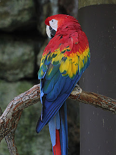 Macaw + Grain-Extracted Image; Mode Grain Merge; Opacity 50%