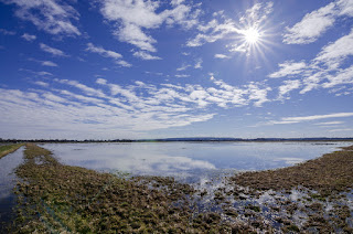 Wildlifefotografie Naturfotografie Dümmer See