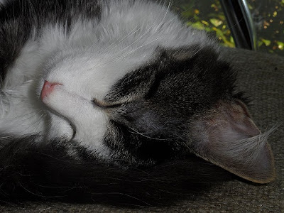 Sweet Sleepin Anakin! Ani the two legged cat