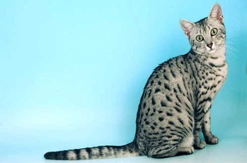 كل المعلومات عن القط المصري الماو EGYPTIAN MAU