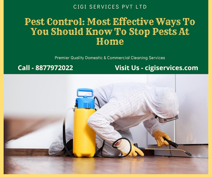 Pest Control: Most Effective Ways To You Should Know To Stop Pests At Home