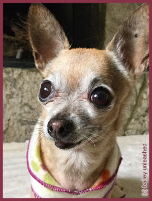 chihuahua bailey via baileyunleashed.com