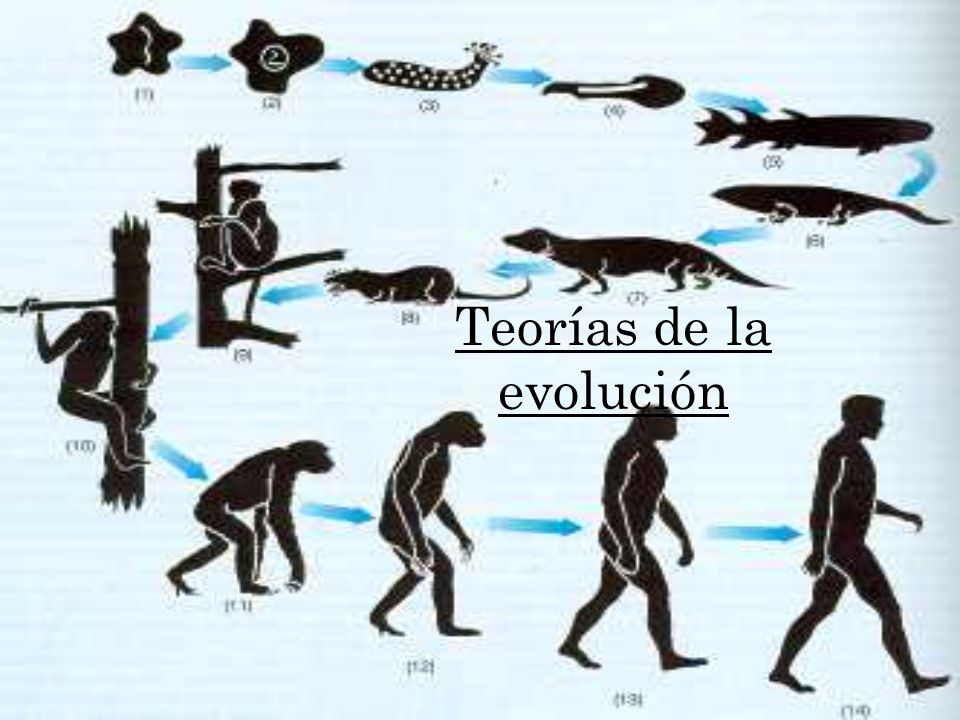 Teoria De La Evolución ~ Aprenda Historia De La Humanidad
