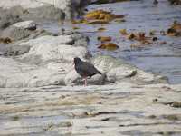 Variable oystercatcher foraging on the shore, Kaikoura, NZ - by Denise Motard, Feb. 2013