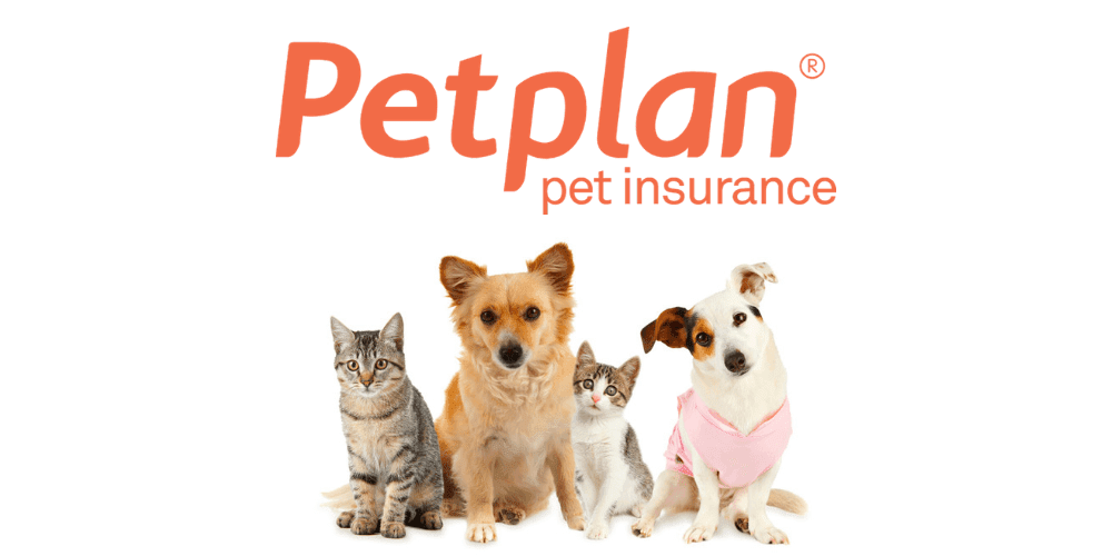 The 9 best pet insurance plans for 2020