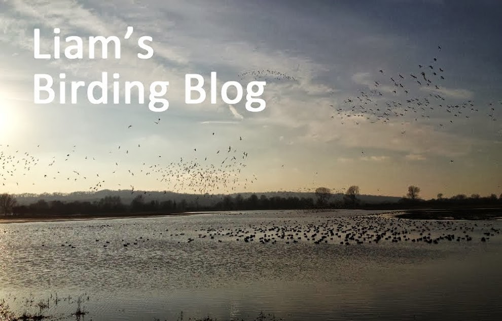 Liam's Birding Blog