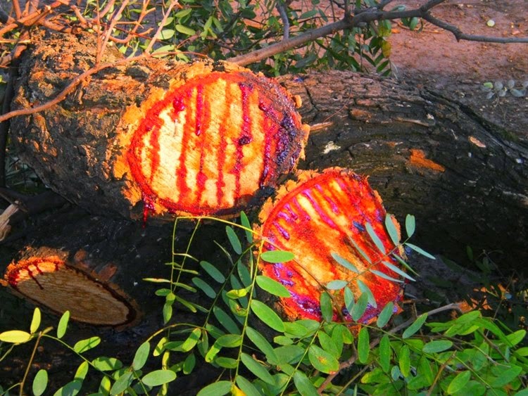Bloodwood Tree | The tree oozes dark red colored sap bloodwood, red bloodwood, red bloodwood tree, bloodwood wood, bloodwood logs, bloodwood tree red sap, blood tree sap, tree that bleeds red sap, red sap tree, bloodwood logs, trees with red sap,