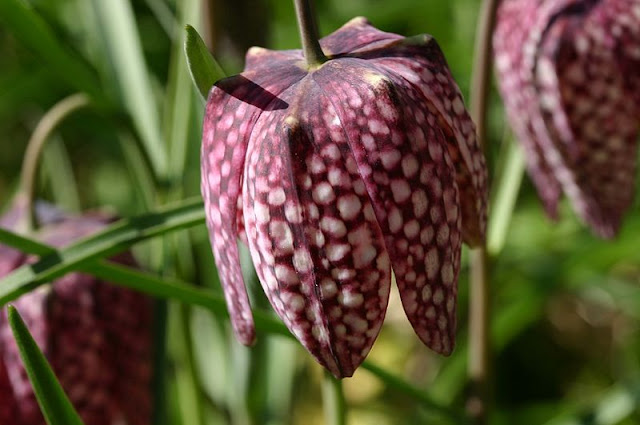 Close up of the chequerboard affect of THE SNAKE'S HEAD FRITILLARY - Fritillaria meleagris