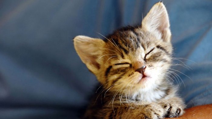 Tata Cara Doa Mengubur Mayat Kucing Sesuai Tuntunan Rasulullah Saw Termasuk Kucing Kelindas Mobil Tata Cara Doa Mengubur Mayat Kucing Sesuai Tuntunan Rasulullah Saw Termasuk Kucing Kelindas Mobil