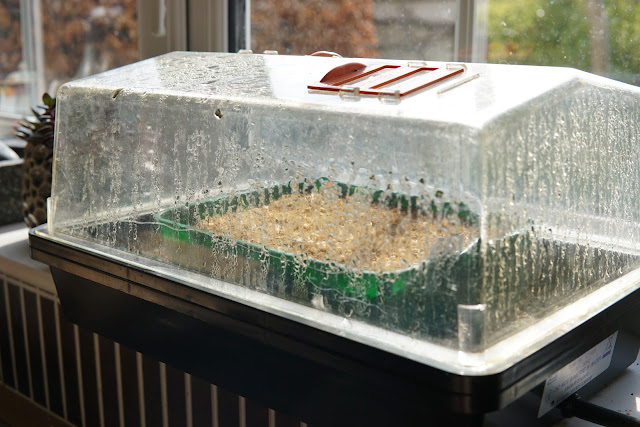 seedlings in heated propagator - a stubborn optimist blog - C Gault 2020