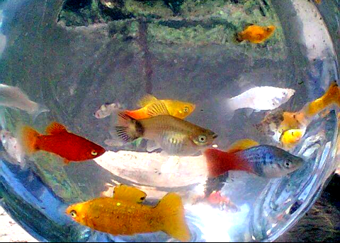 Panduan Lengkap Cara Budidaya Ikan Platy Secara Mudah Blogikan Com