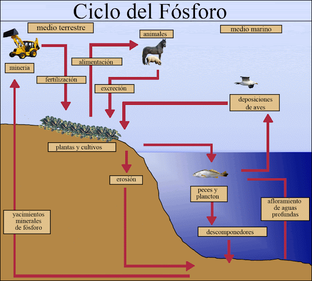 CICLO DEL FOSFORO 