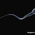 Cientistas foram enganados por séculos: o espermatozoide não ondula, ele gira