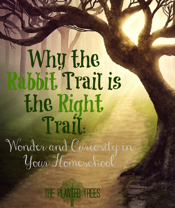 The Planted Trees Why the Rabbit Trail is the Right Trail Wonder and
